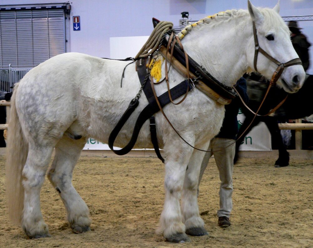 Le Percheron, l'une des races de chevaux de trait les plus populaires