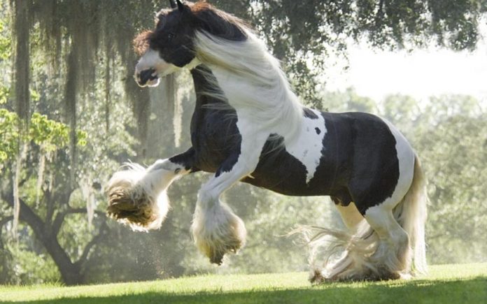 Races de chevaux de trait - Shire