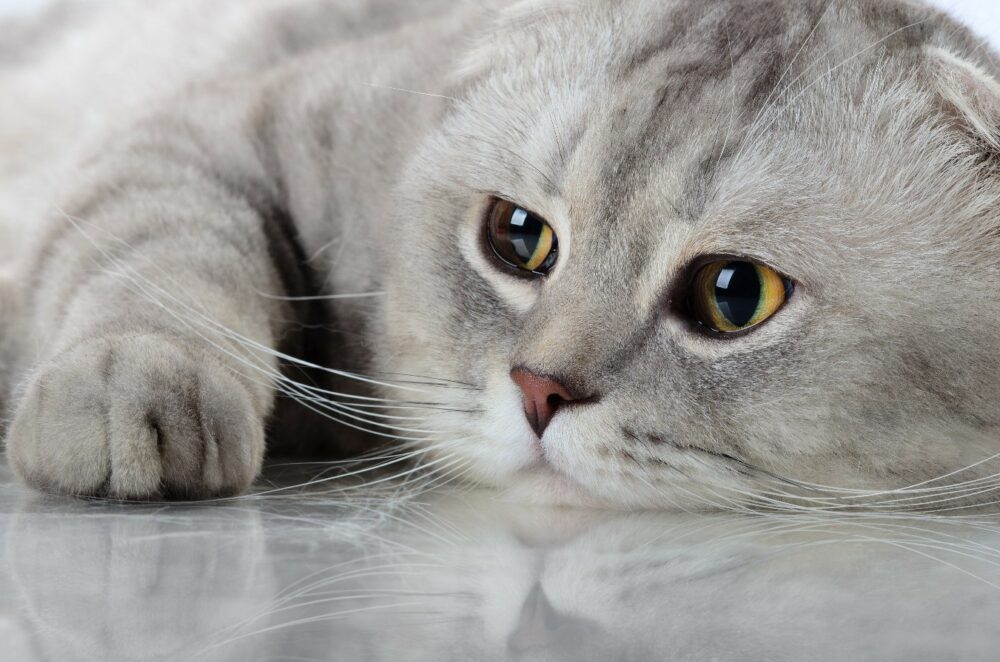Por qué mi gato vomita