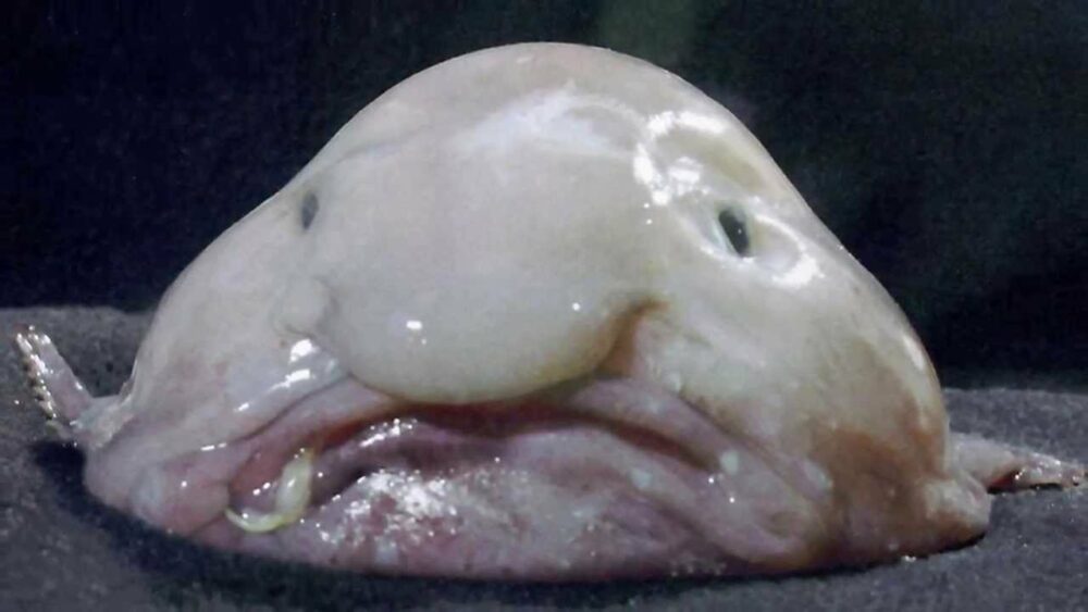 Poisson blob