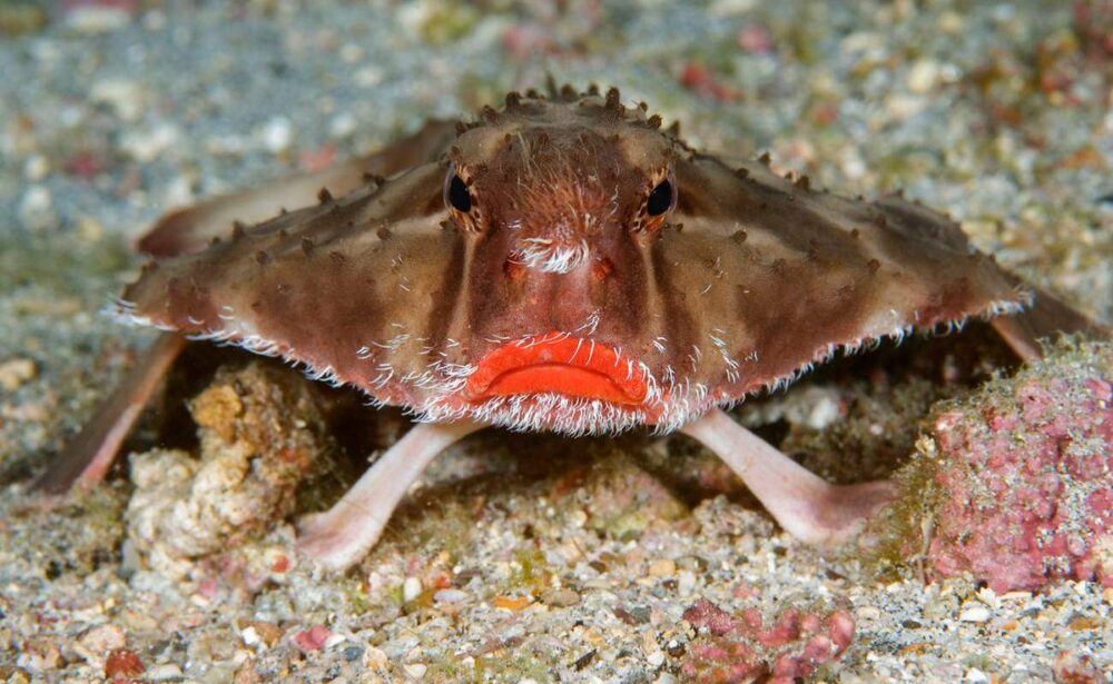 Le poisson chauve-souris à lèvres rouges, l'un des animaux les plus rares au monde