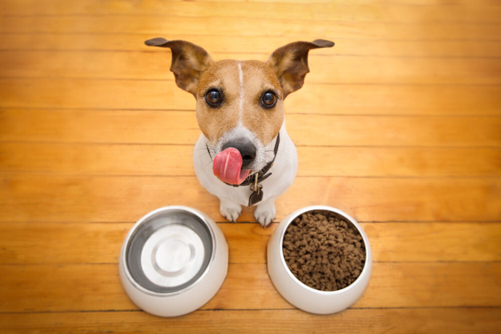 los mejores piensos naturales para perros