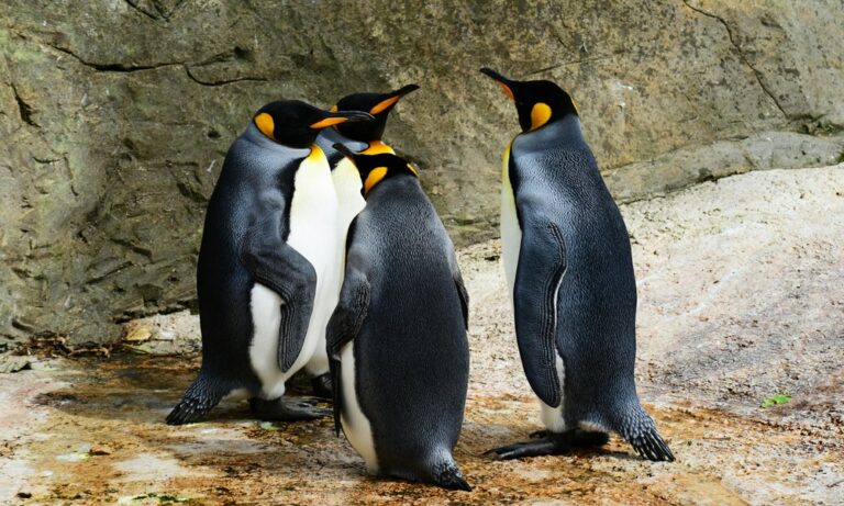 curiosidades sobre pinguinos