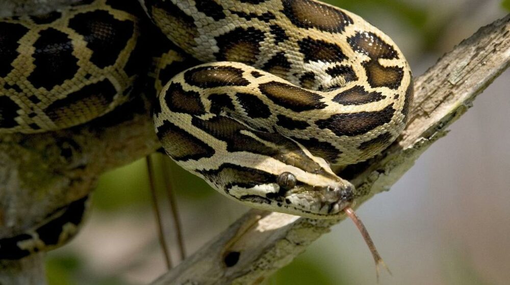 les plus grands serpents du monde