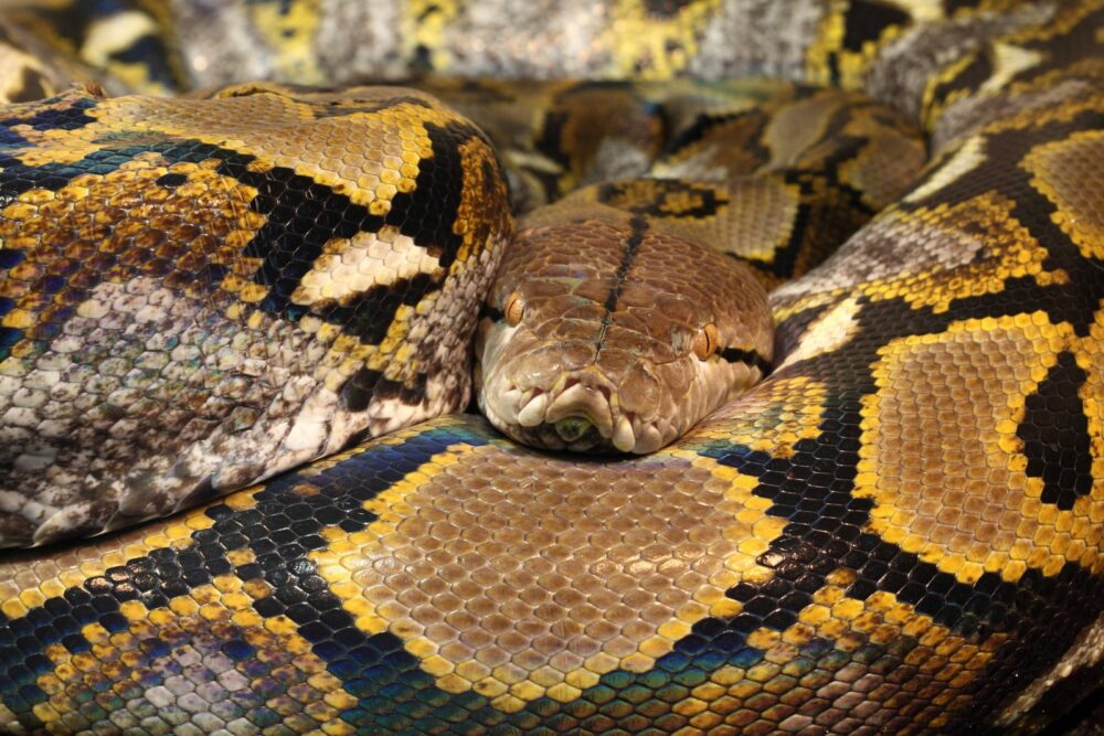 les plus grands serpents du monde