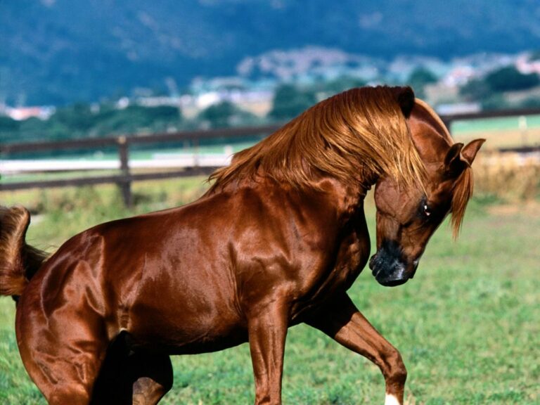 mejores razas de caballos según su especialidad