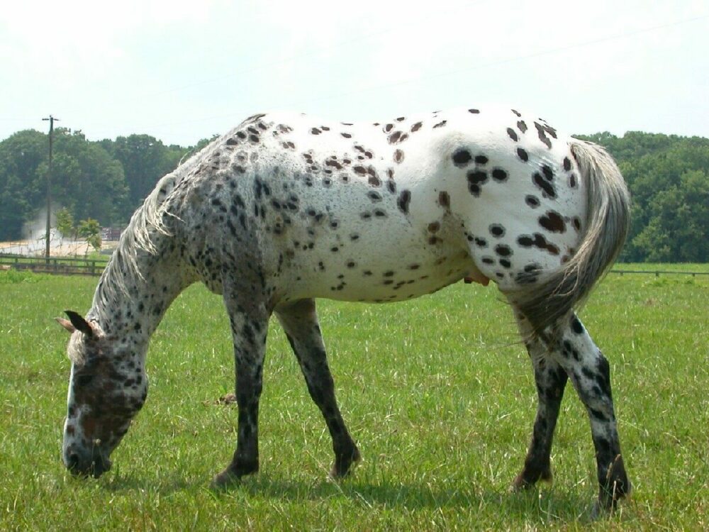 meilleures races de chevaux selon leur spécialité