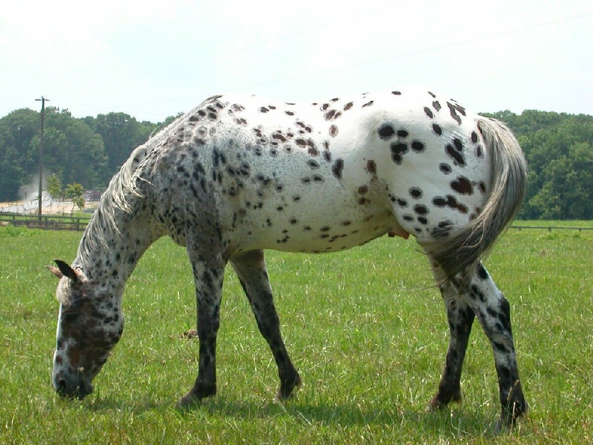 Las mejores razas de caballo según su especialidad o su uso