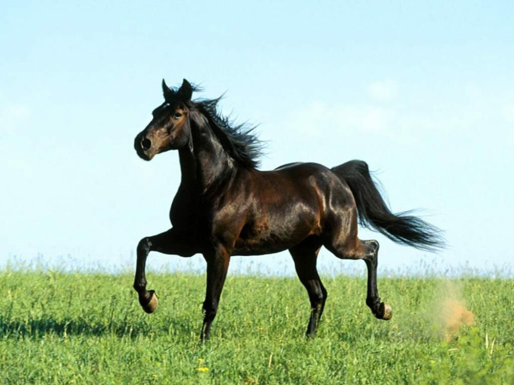 Chevaux arabes - les meilleures races de chevaux selon leur spécialité