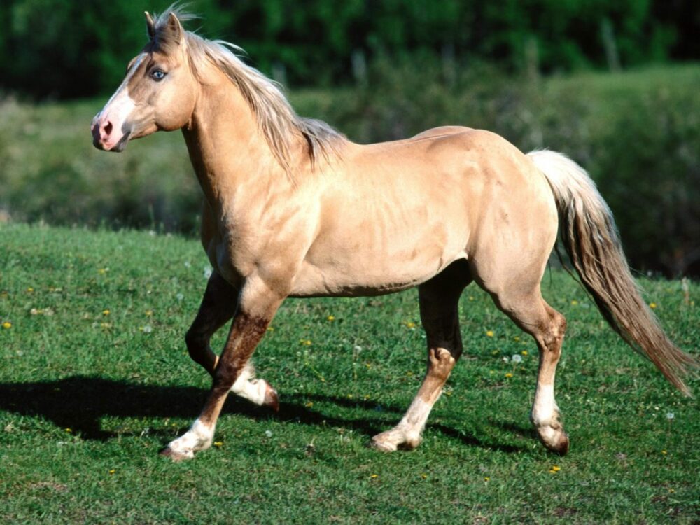 Quarter Horse - Meilleures races de chevaux par spécialité