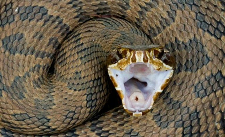 serpientes más venenosas del mundo