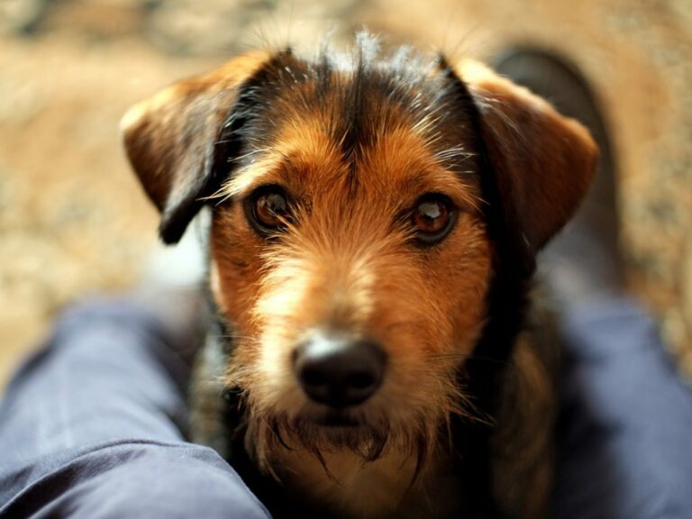 avoir un chien vivant seul