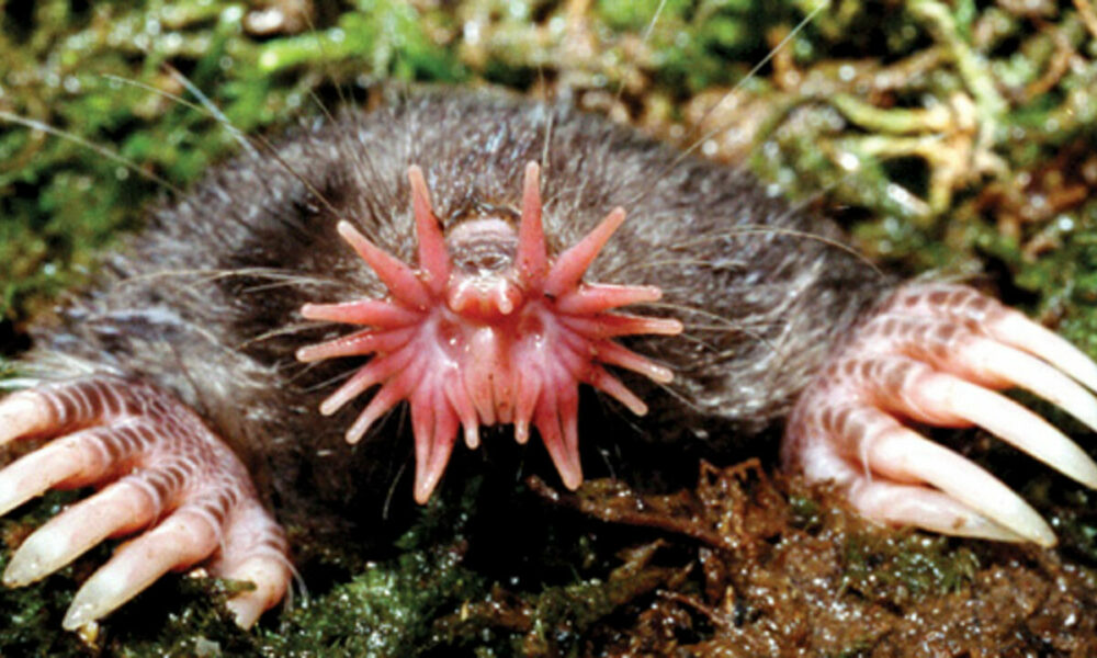 Los animales más raros del mundo