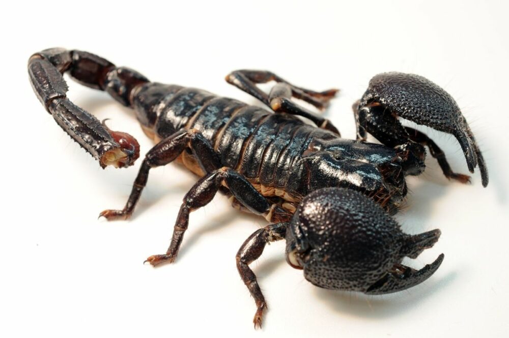 Avoir un scorpion à la maison