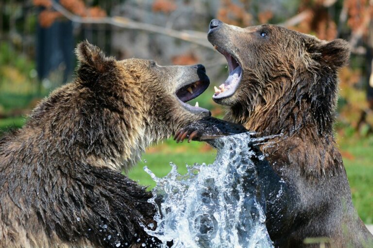 Découvrez les animaux les plus forts du monde