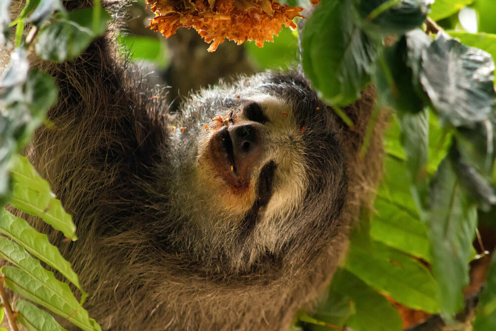 Los animales más lentos del mundo