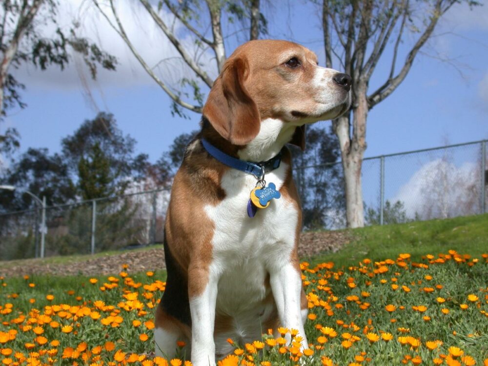 ¿Es bueno que el perro lleve el collar en casa siempre puesto?