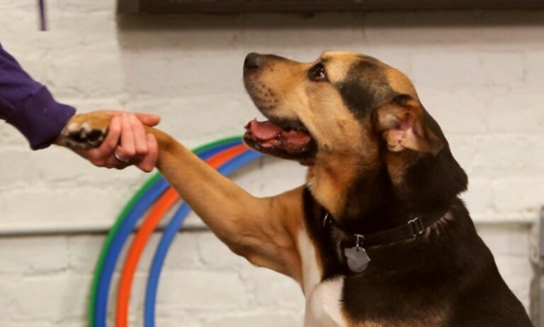 Cómo enseñar a un perro a dar la patita