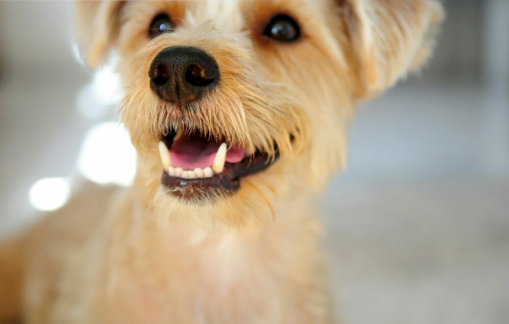 ¿Cuando se le caen los dientes de leche a los perros cachorros?