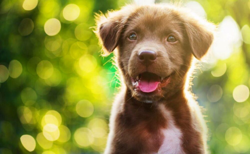 dientes de leche en los cachorros de perro