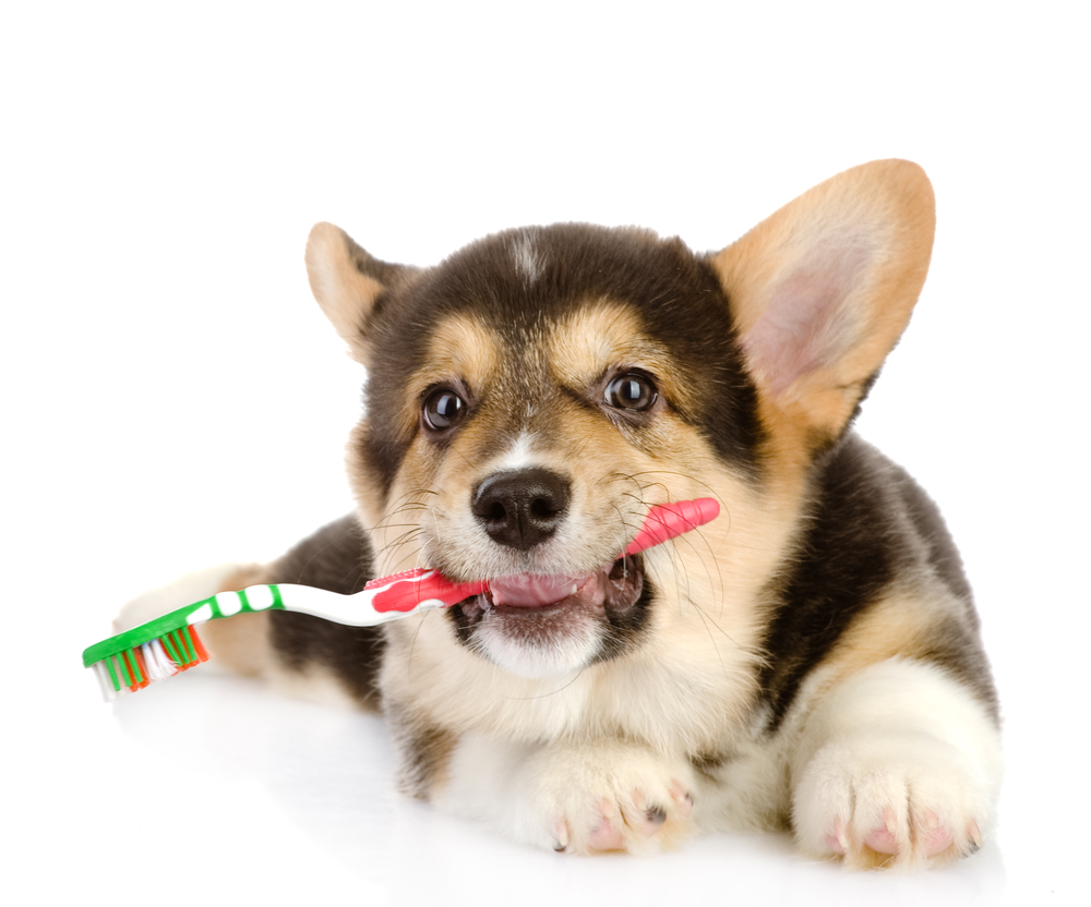 cachorros y dientes: así mudan los de leche