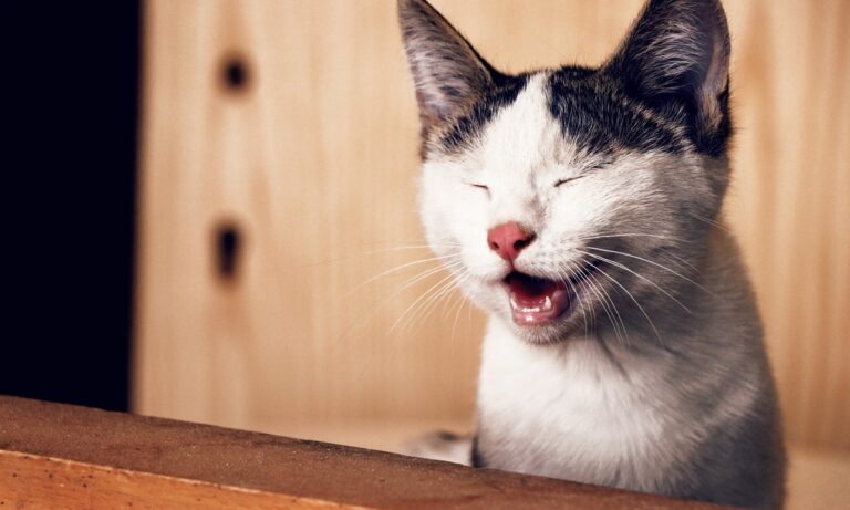 Comment les chatons perdent leurs dents