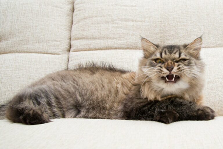 dresser un chat rebelle