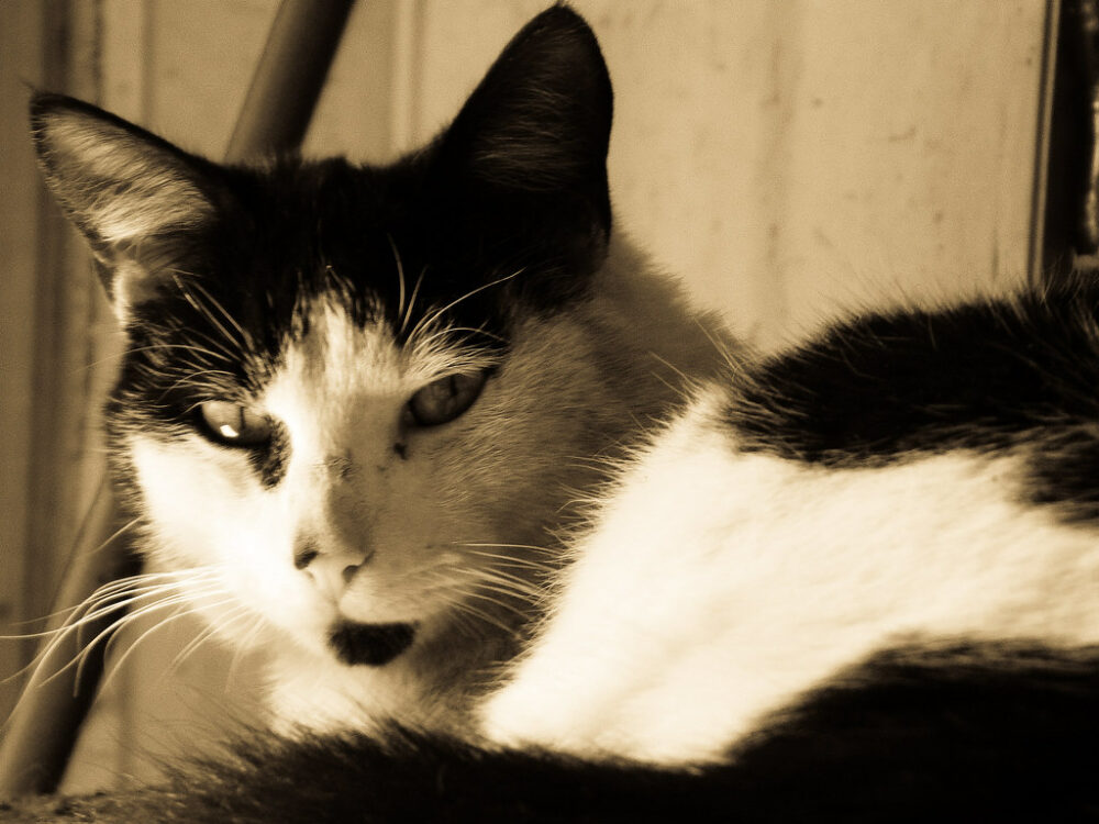 chat