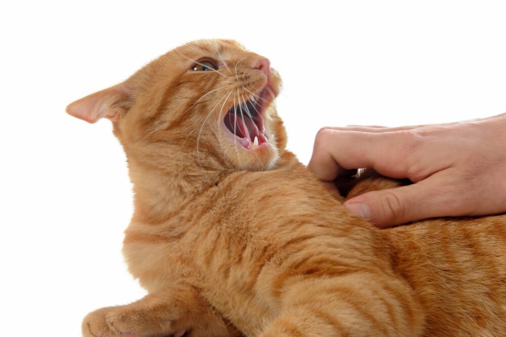 chat qui mord