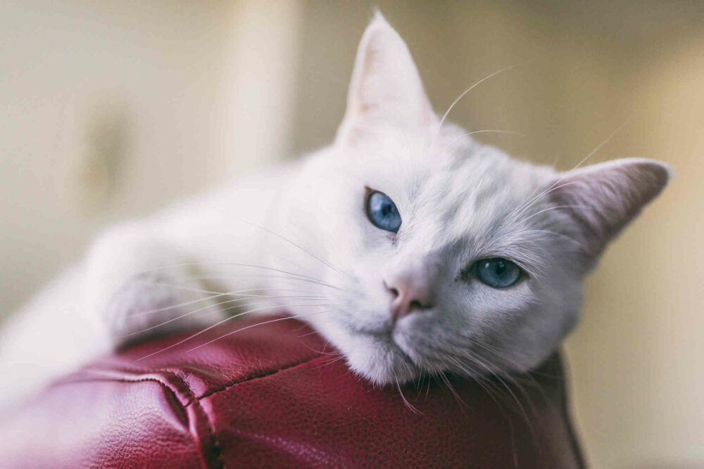 dresser un chat rebelle