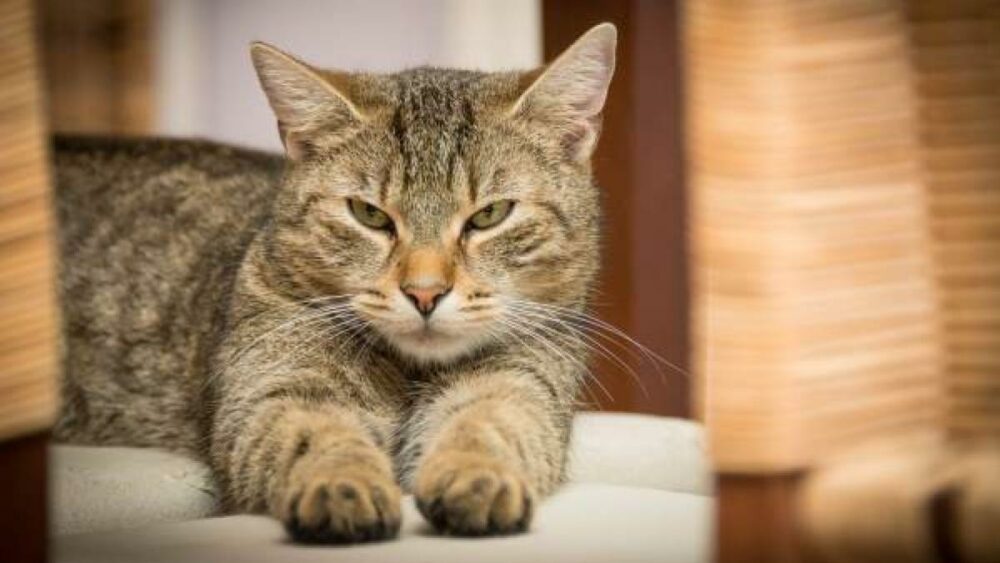 comment dresser un chat rebelle