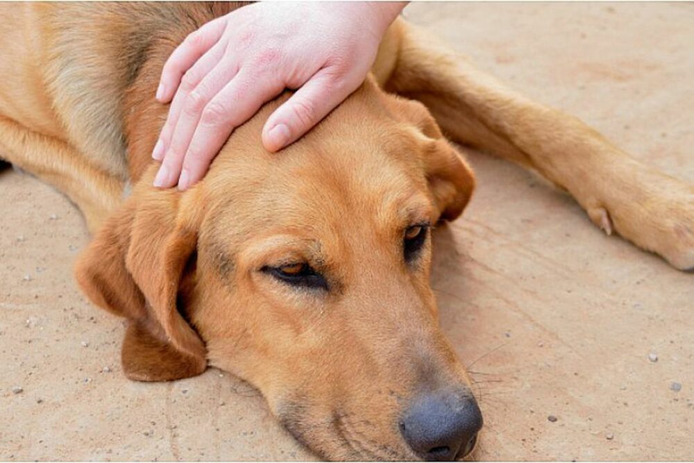 envenenamiento en perros