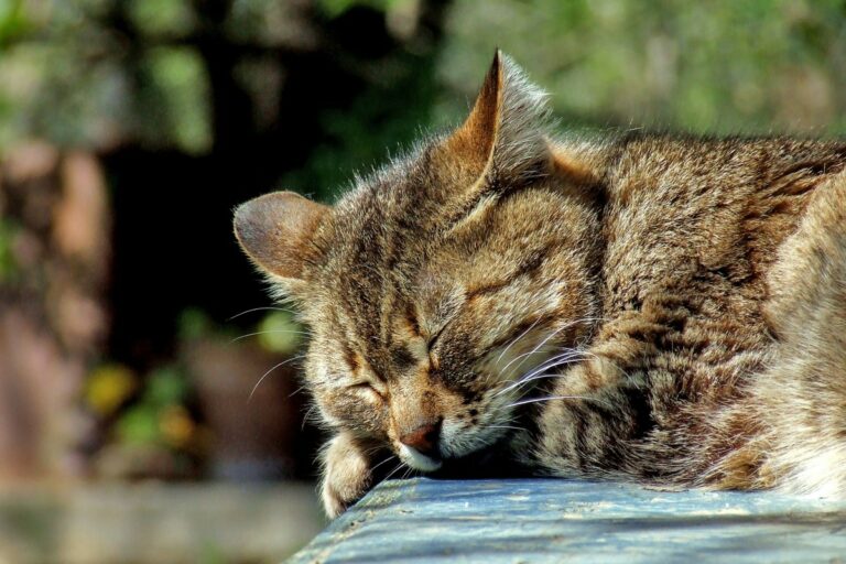 Empoisonnement chez les chats