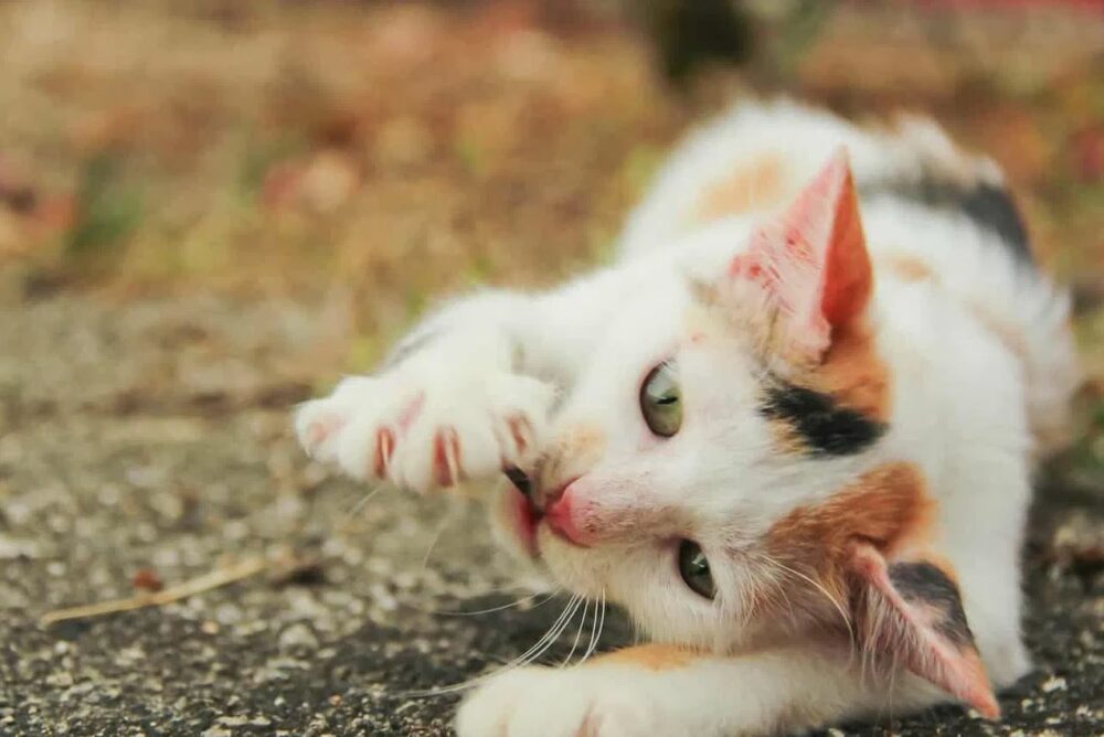 Empoisonnement chez le chat Que faire et comment agir ?