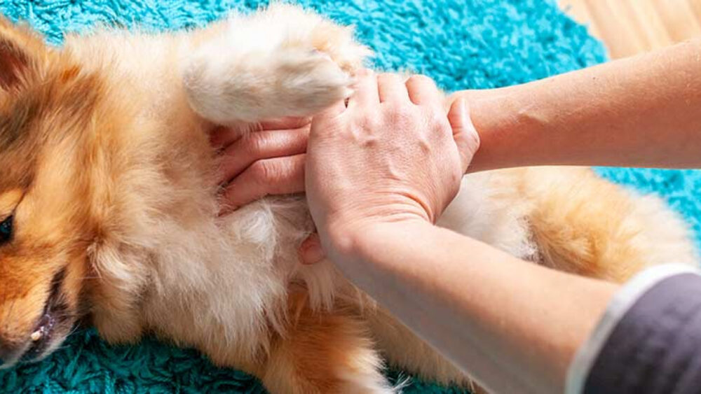 cómo actuar si tu perro ha sido envenenado