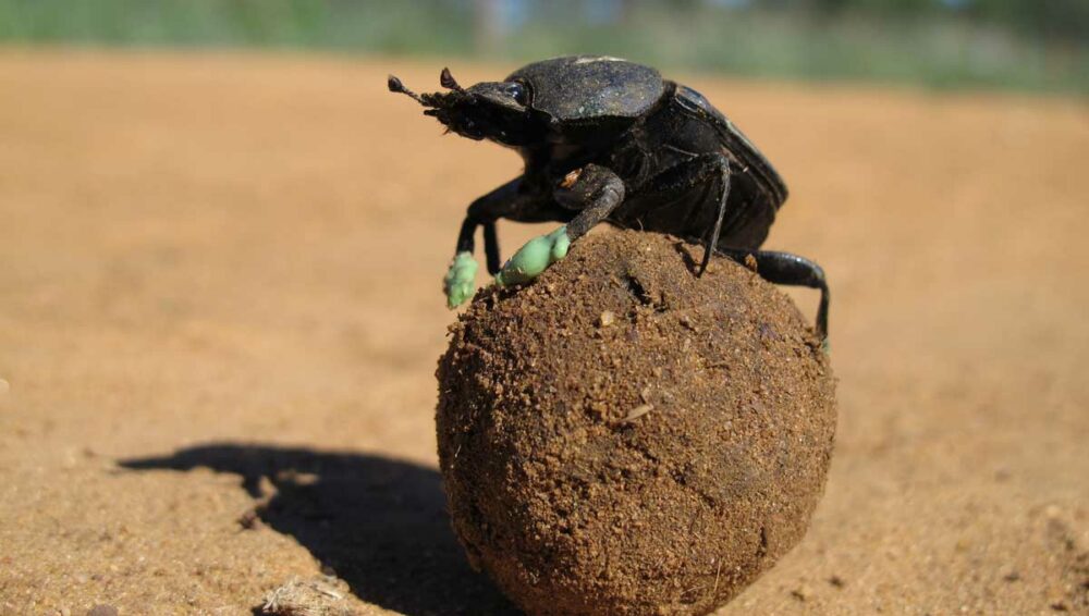 Escarabajo pelotero, el primero de los animales más fuertes del mundo