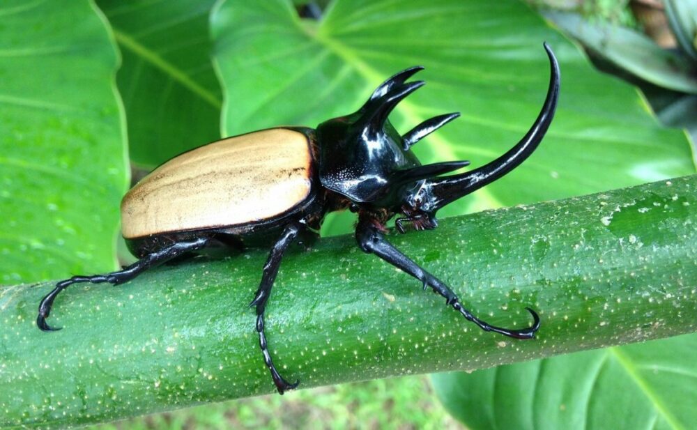 Escarabajo rinoceronte