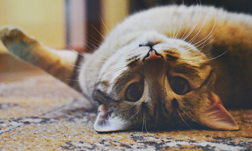 faire en sorte que mon chat m'obéisse