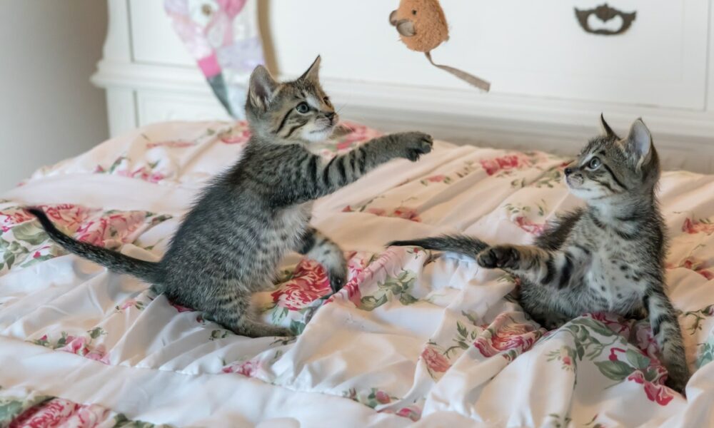 chats jouant