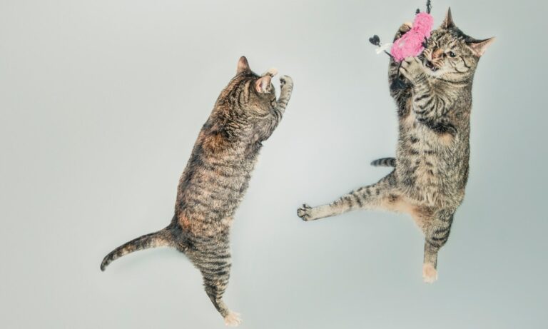 faire en sorte que mon chat m'obéisse