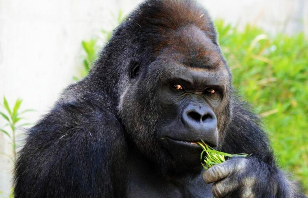 Gorila, otro de los animales más fuertes del mundo