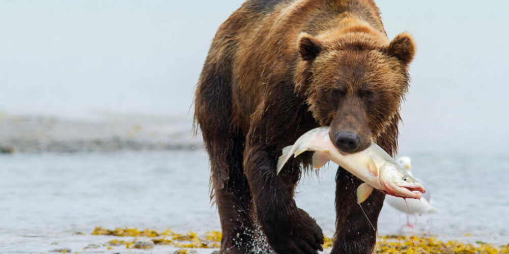 Oso grizzly, uno de los animales más fuertes del mundo