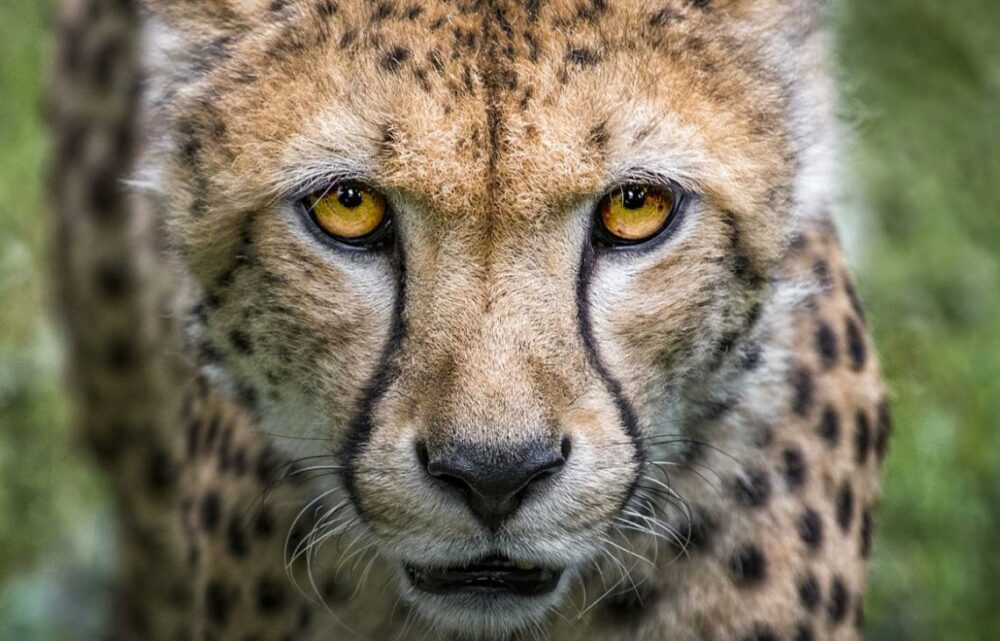 guépard