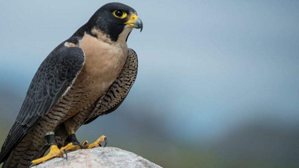 faucon pèlerin, l'animal le plus rapide du monde