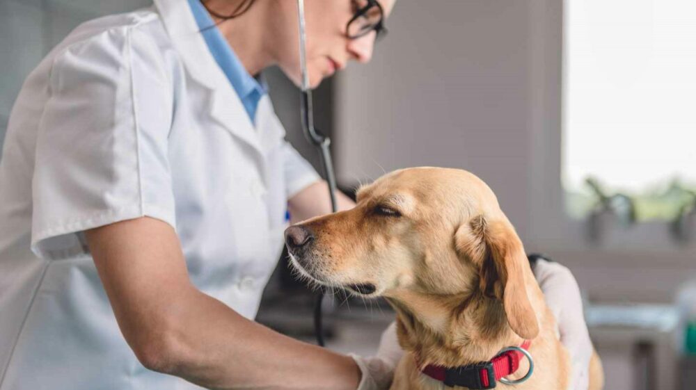 tu perro te contagie el coronavirus COVID-19