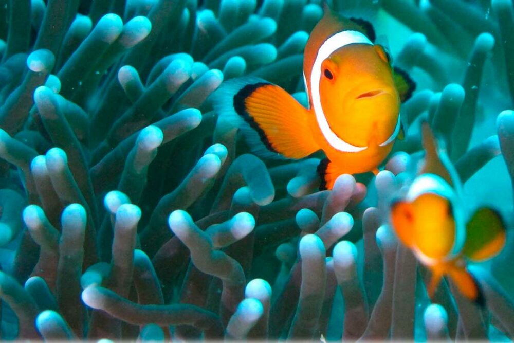 curiosidades sobre los peces