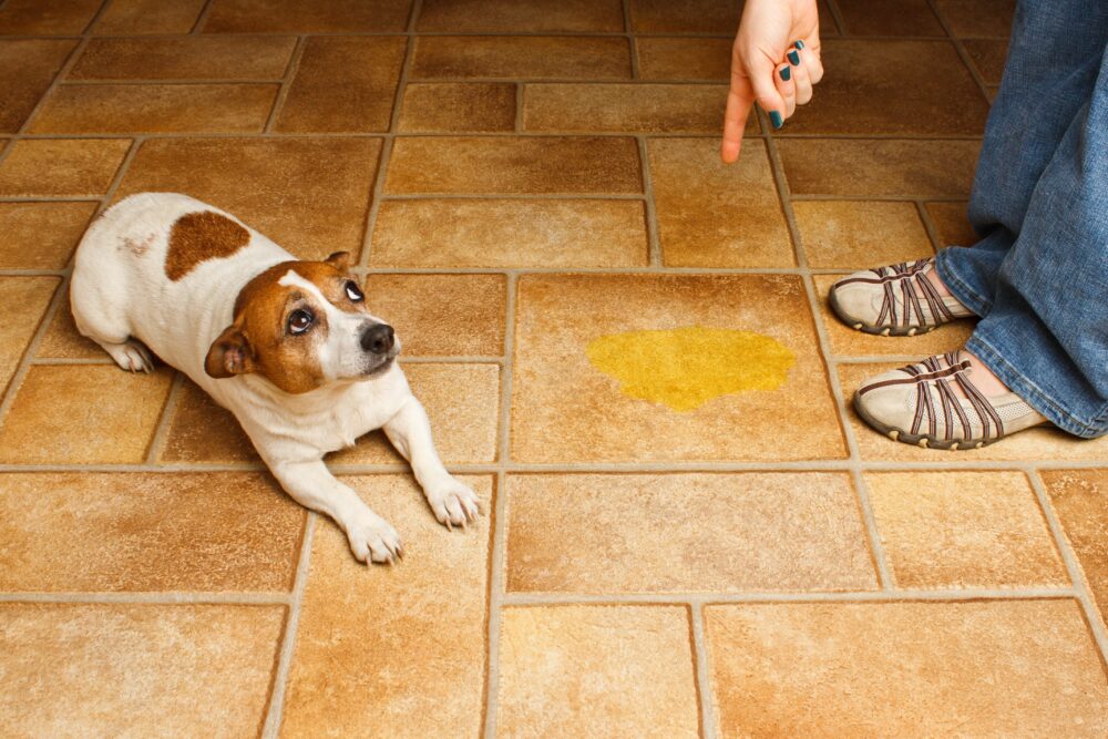 Cómo eliminar el olor a orina de perro