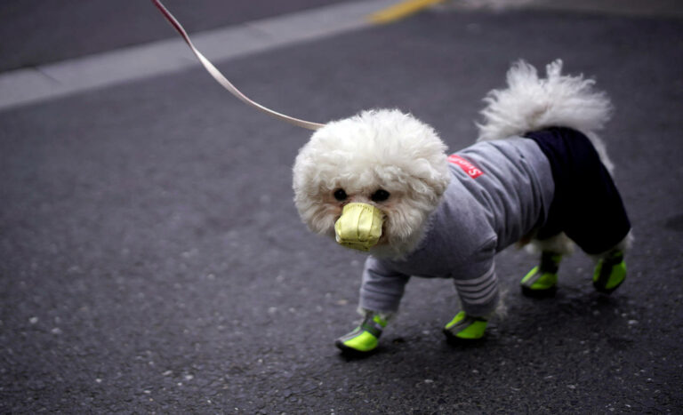 tu perro te contagie el coronavirus COVID-19