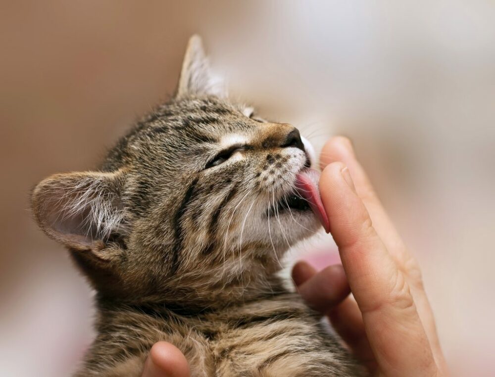pourquoi les chats lèchent