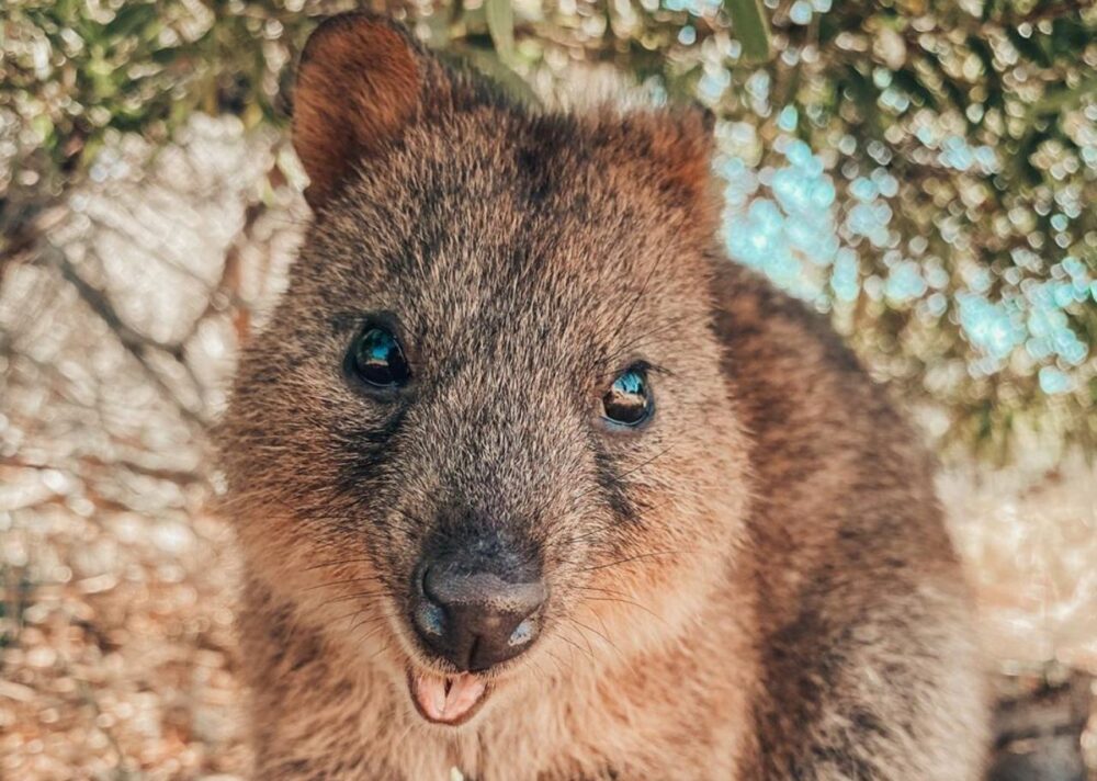 quokka